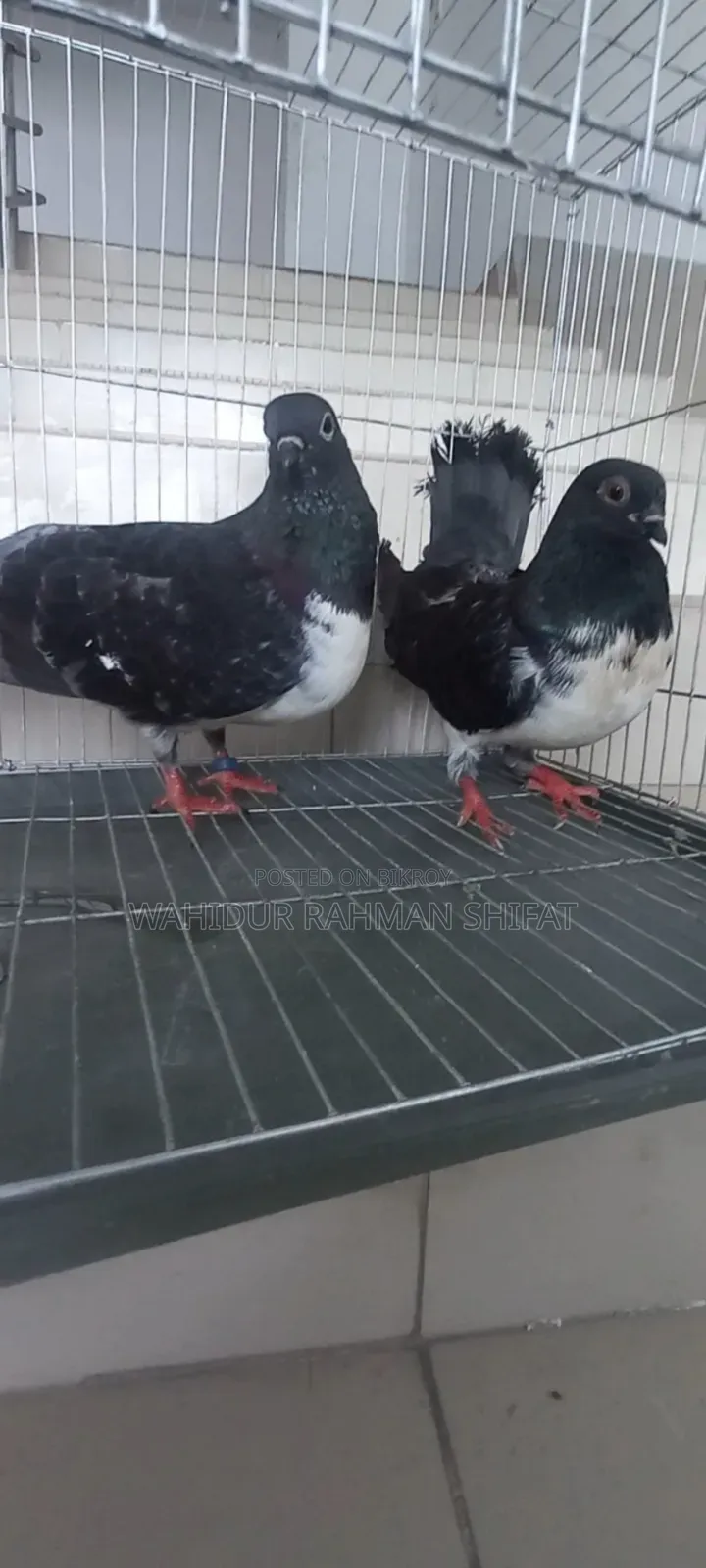 কবুতর বিক্রি Pigeon for Sale