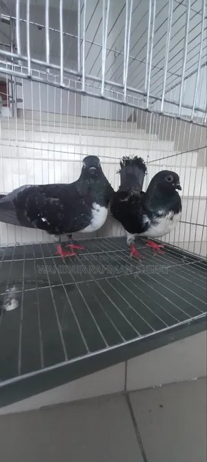 কবুতর বিক্রি Pigeon for Sale