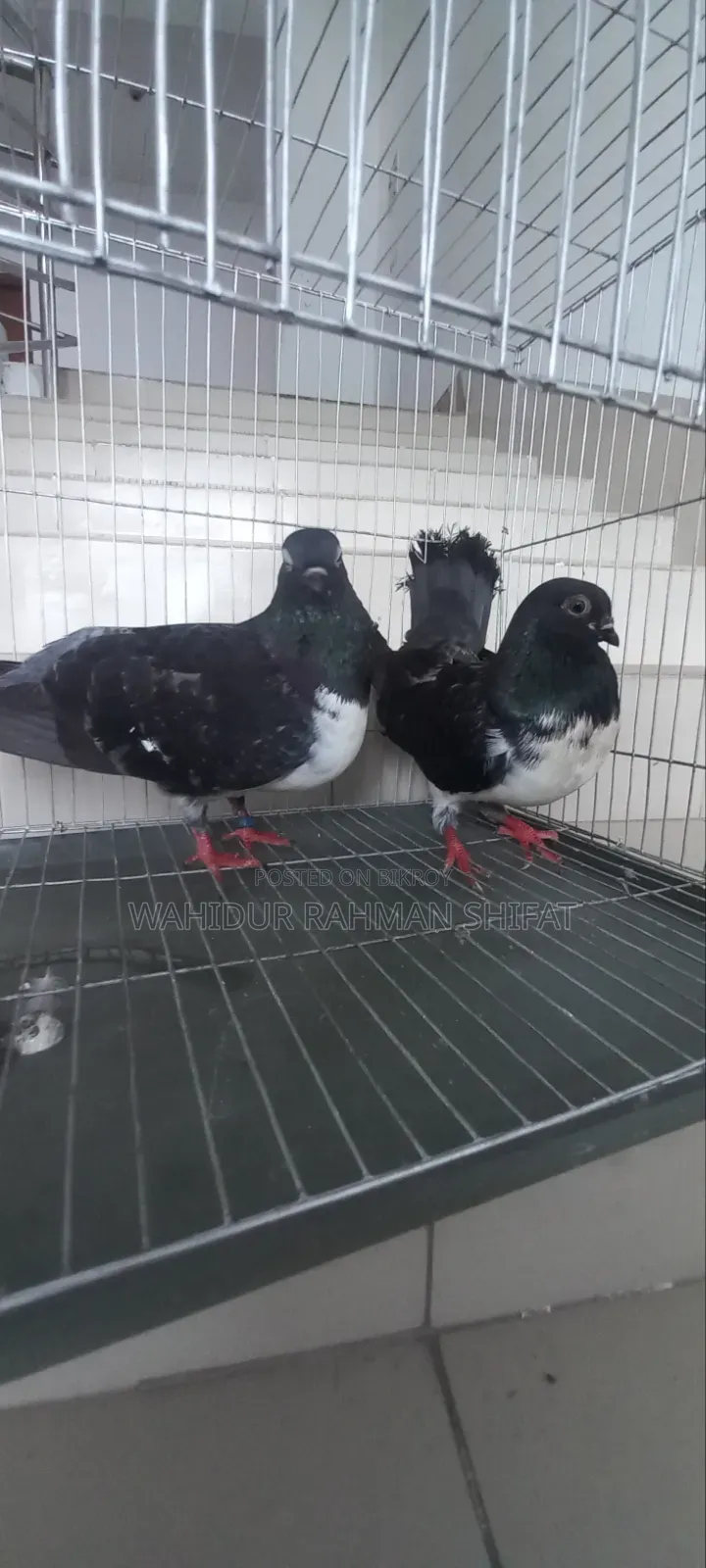 কবুতর বিক্রি Pigeon for Sale