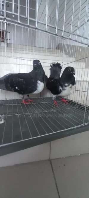 কবুতর বিক্রি Pigeon for Sale