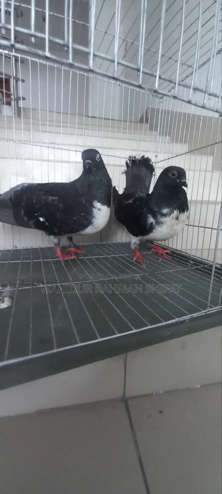 কবুতর বিক্রি Pigeon for Sale