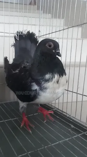 কবুতর বিক্রি Pigeon for Sale