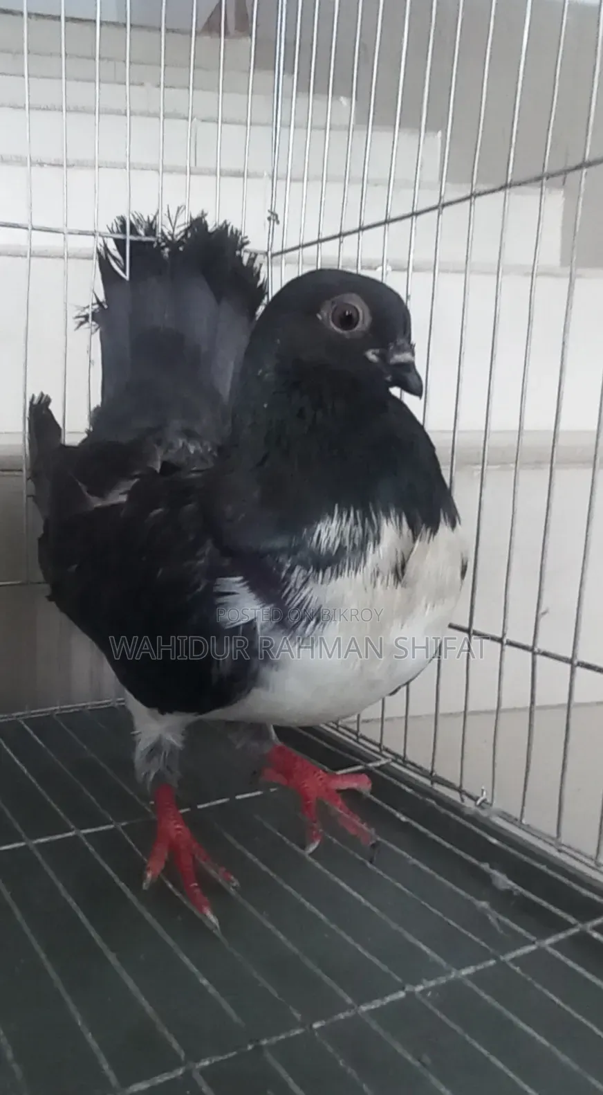 কবুতর বিক্রি Pigeon for Sale