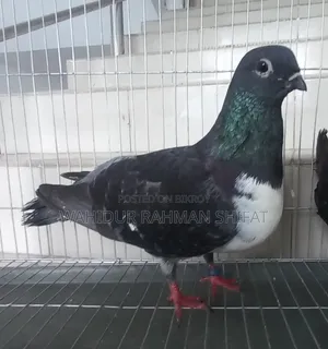 কবুতর বিক্রি Pigeon for Sale