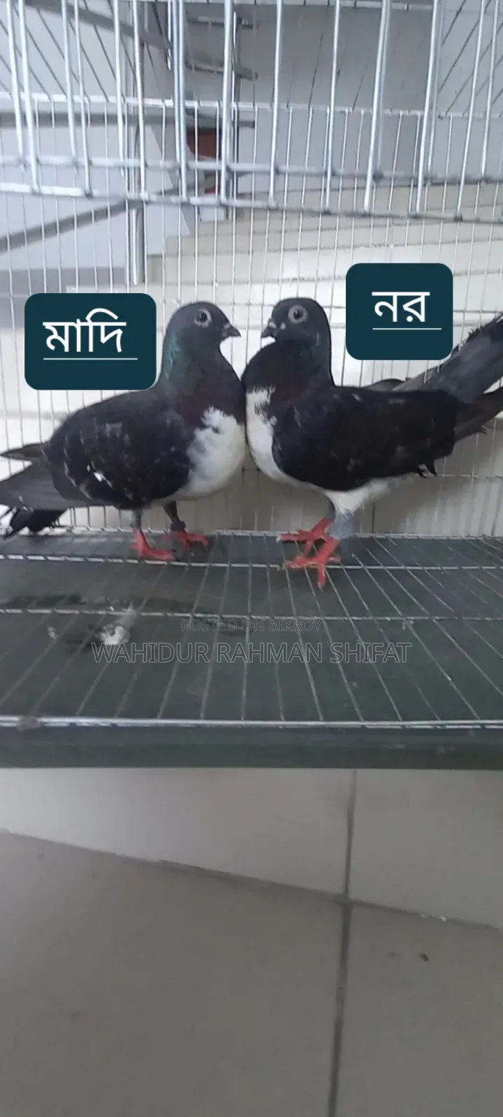 কবুতর বিক্রি Pigeon for Sale