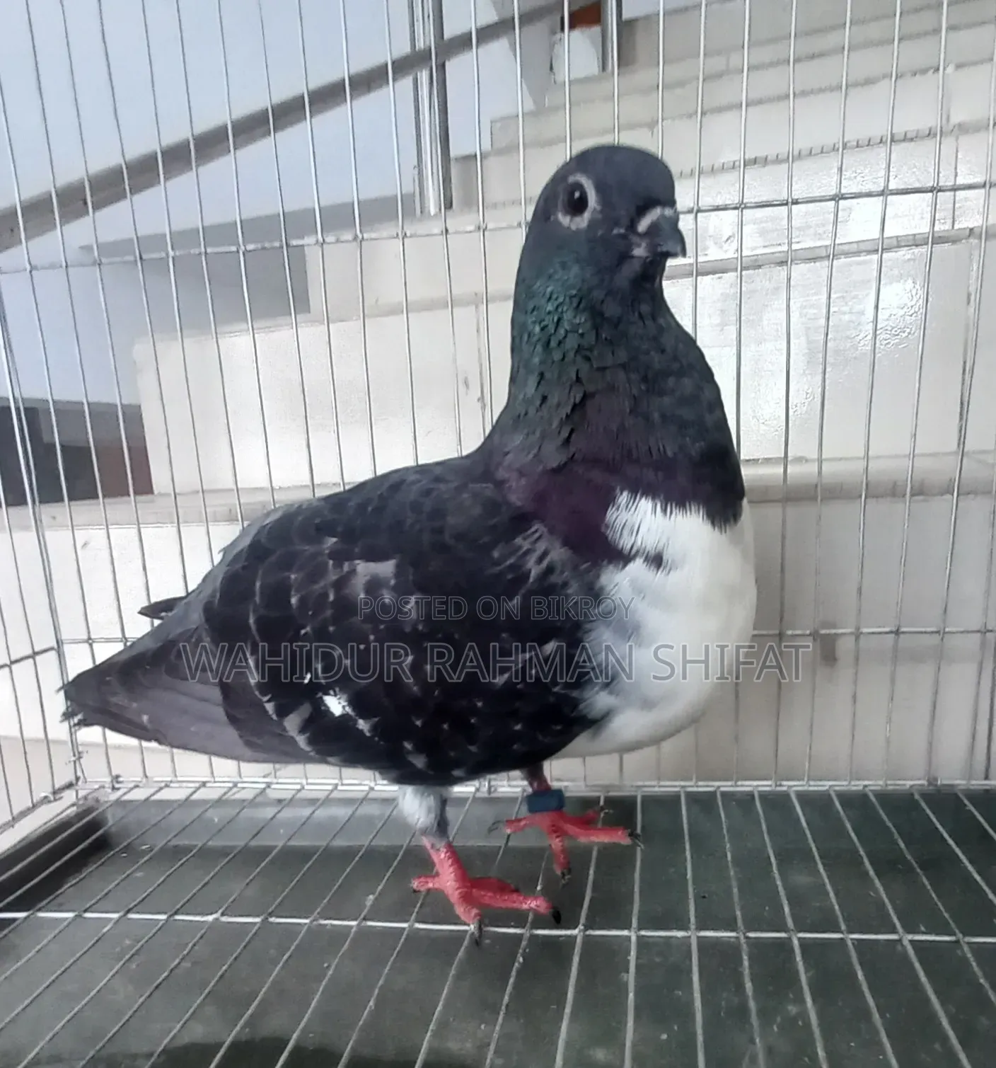 কবুতর বিক্রি Pigeon for Sale