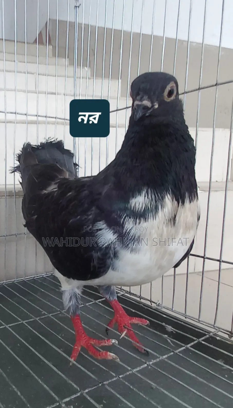 কবুতর বিক্রি Pigeon for Sale
