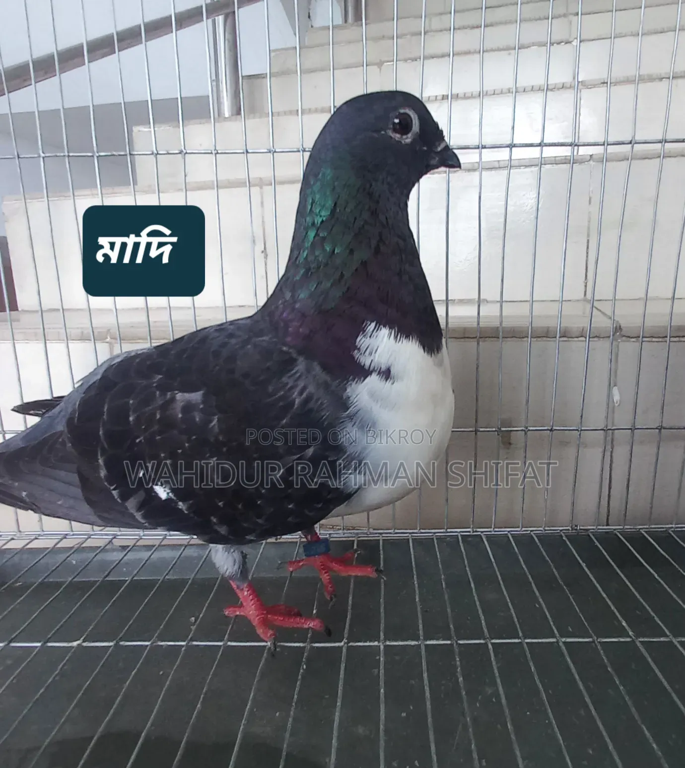 কবুতর বিক্রি Pigeon for Sale