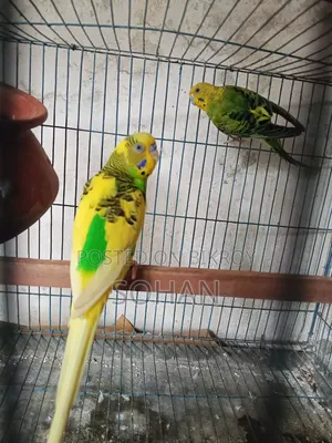 ডিম সহ পাখি