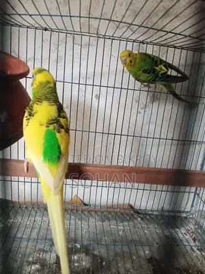ডিম সহ পাখি