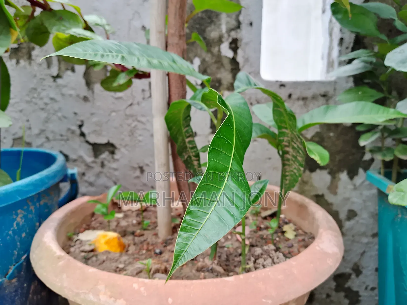All-season Mango Tree Sapling