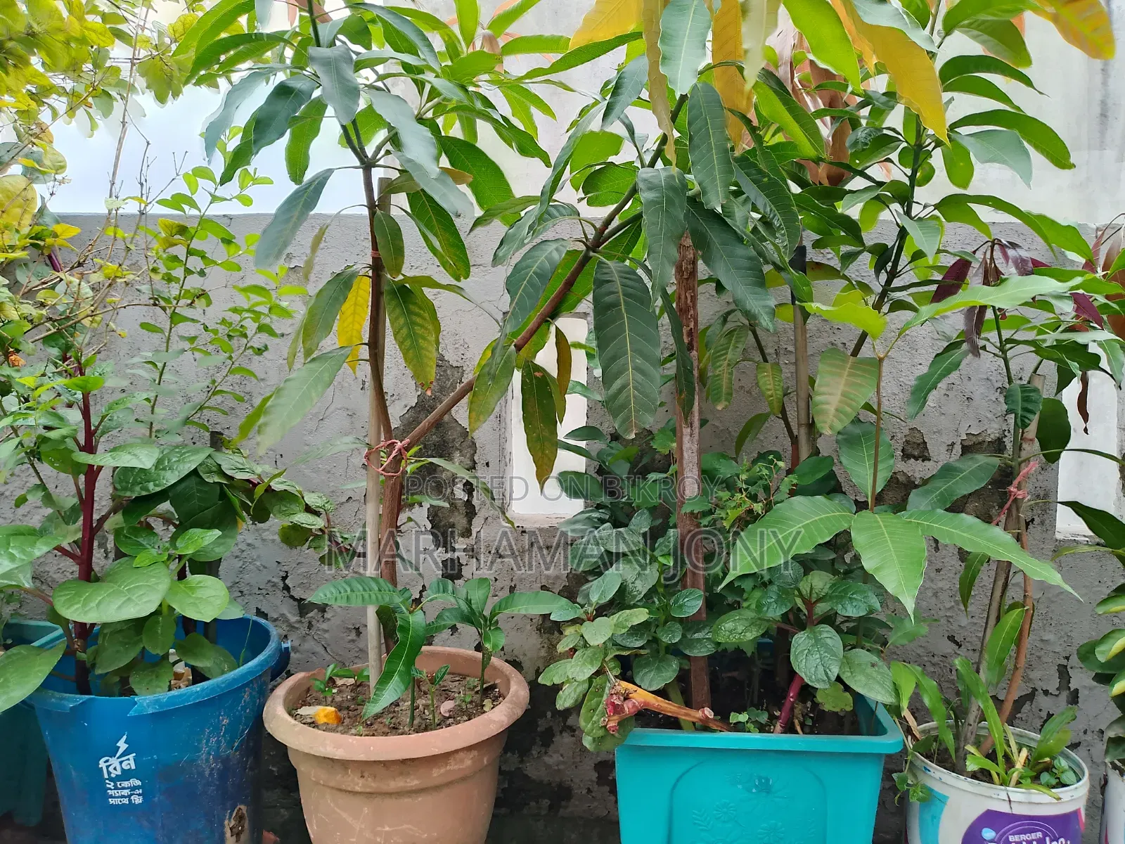 All-season Mango Tree Sapling