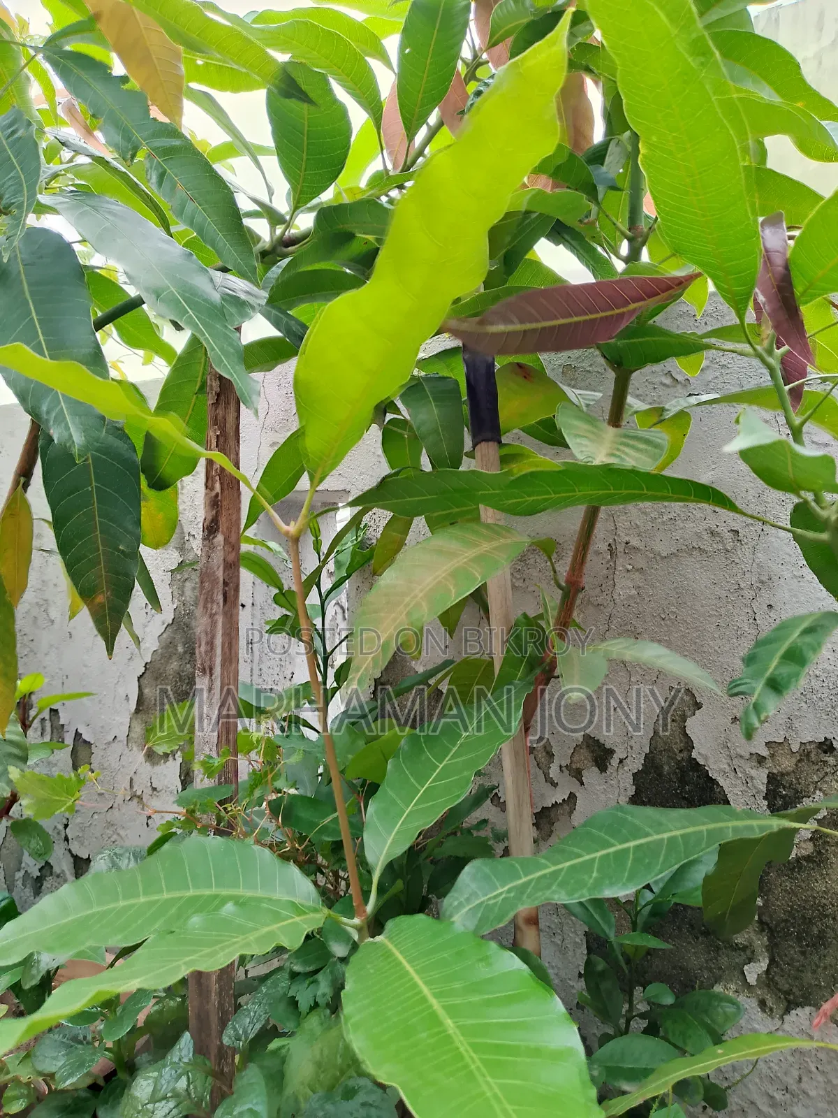 All-season Mango Tree Sapling
