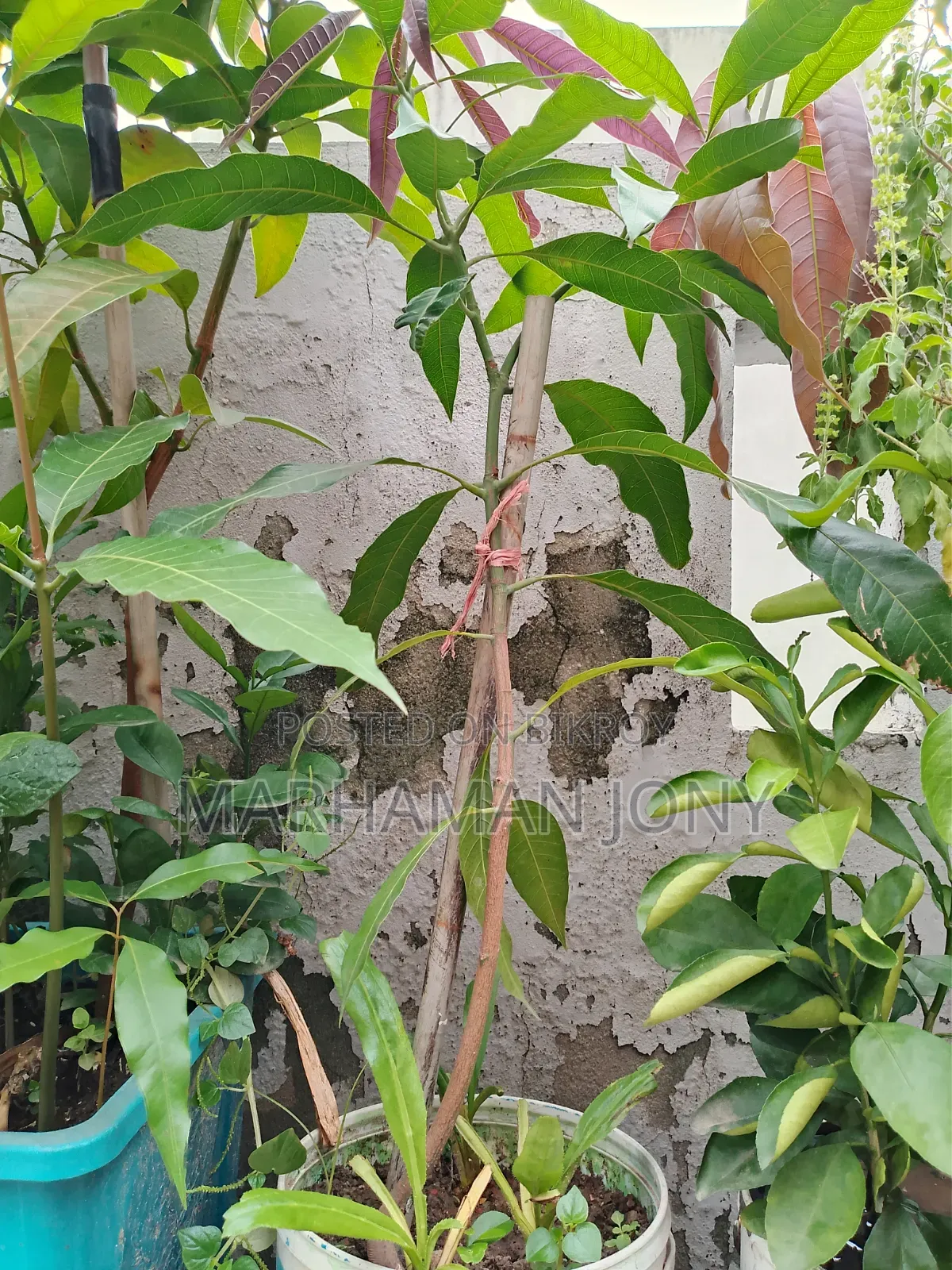 All-season Mango Tree Sapling