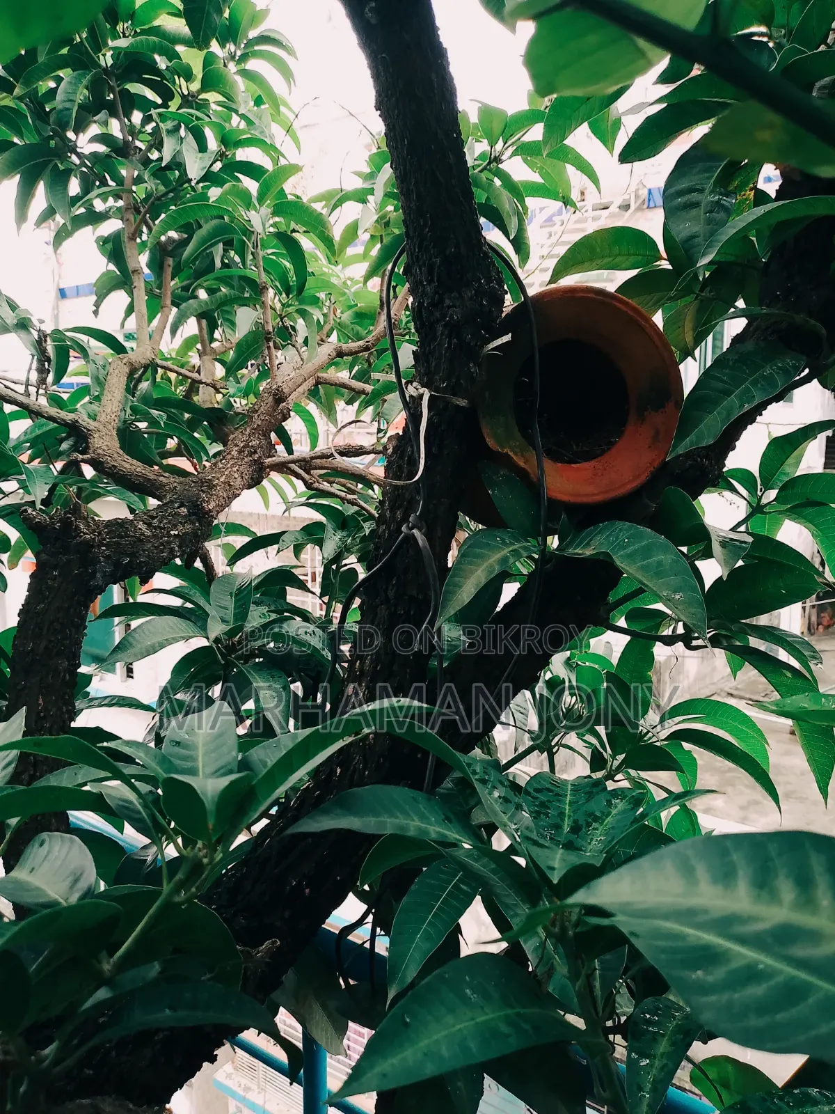All-season Mango Tree Sapling