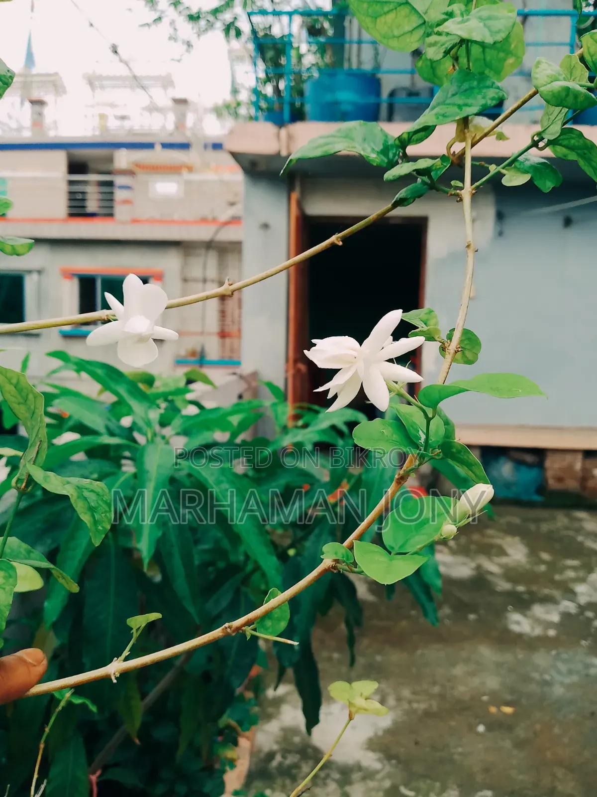 All-season Mango Tree Sapling
