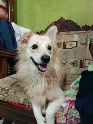 ৩-৬ মাস বয়সী পুরুষ পিওরব্রেড পুলি