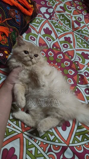 1-3 Months Male Purebred Persian