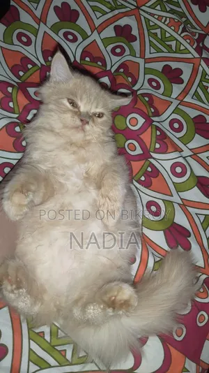 1-3 Months Male Purebred Persian