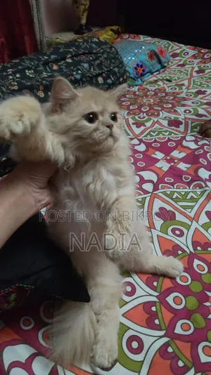 1-3 Months Male Purebred Persian