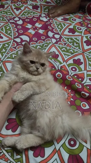 1-3 Months Male Purebred Persian