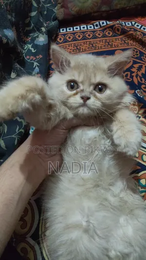 1-3 Months Male Purebred Persian