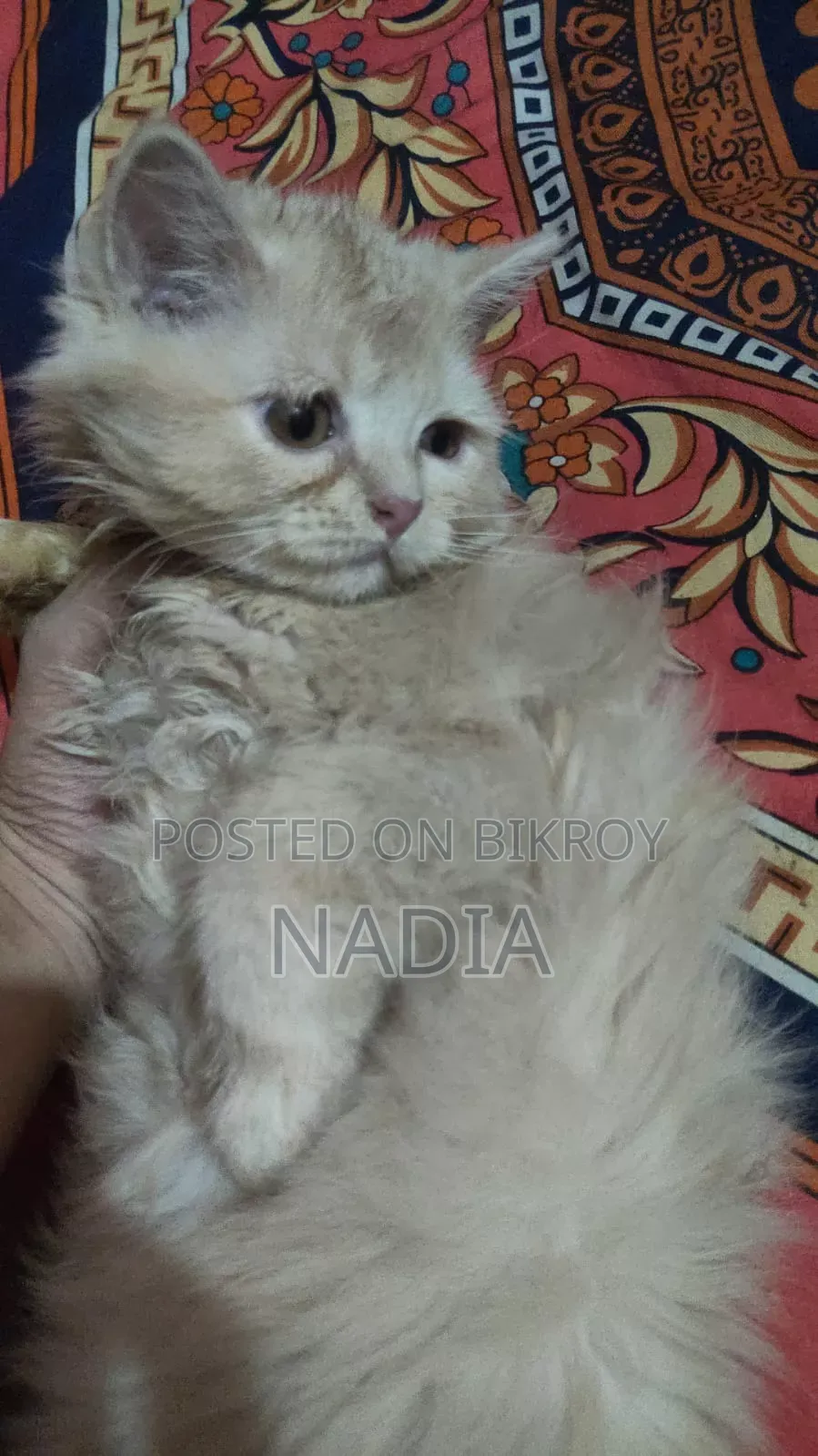 1-3 Months Male Purebred Persian