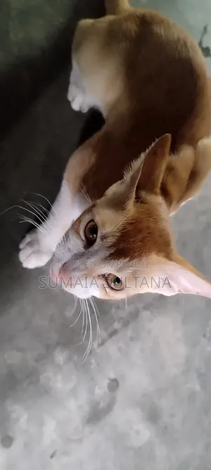 6-12 Months Male Purebred Cat