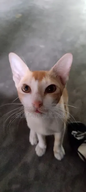 6-12 Months Male Purebred Cat