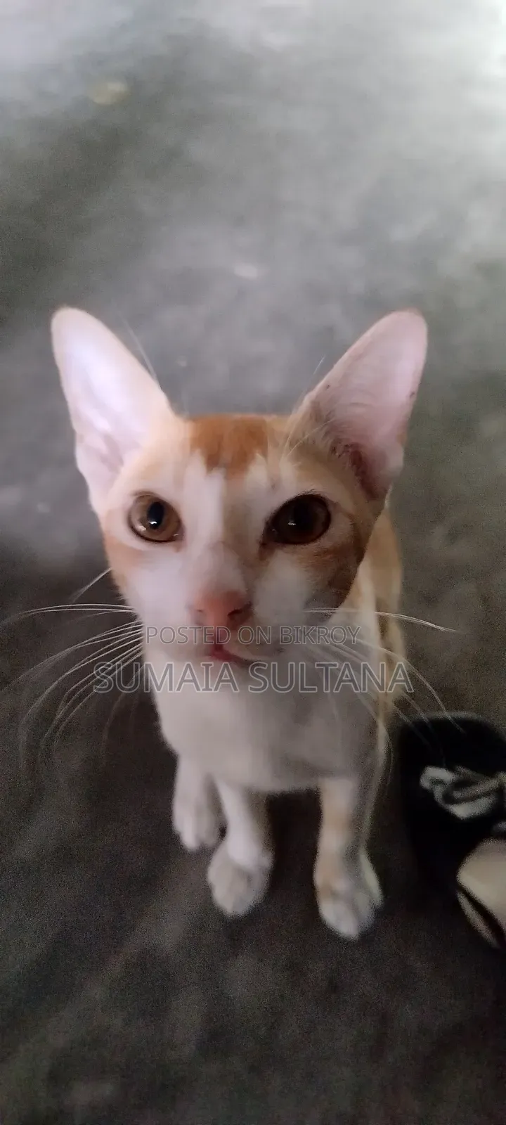 6-12 Months Male Purebred Cat