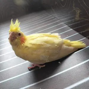 কোকাটেল বেবি