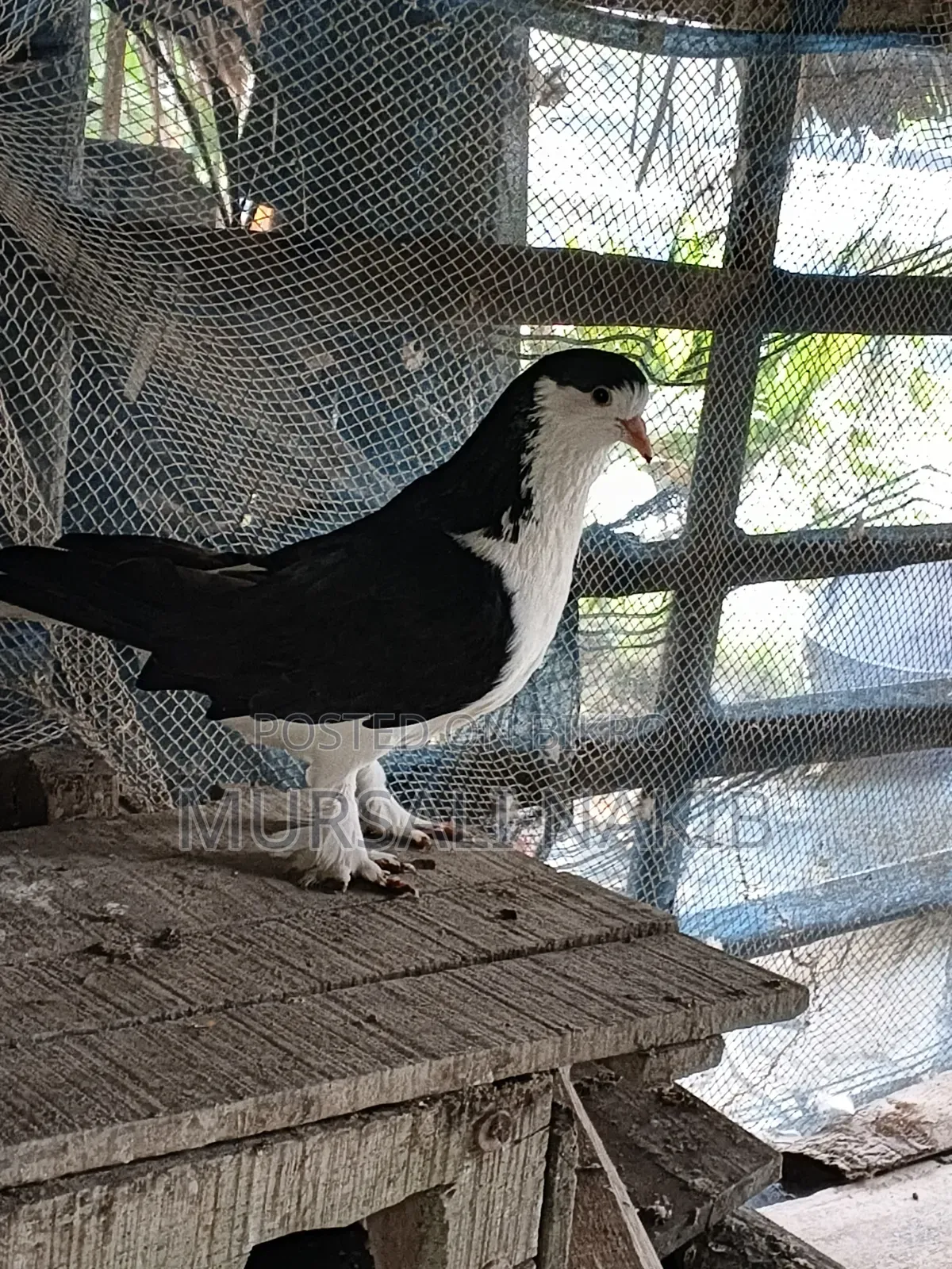 Pigeon for sale