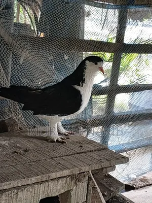 Pigeon for sale