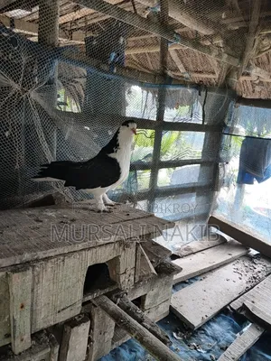 Pigeon for sale