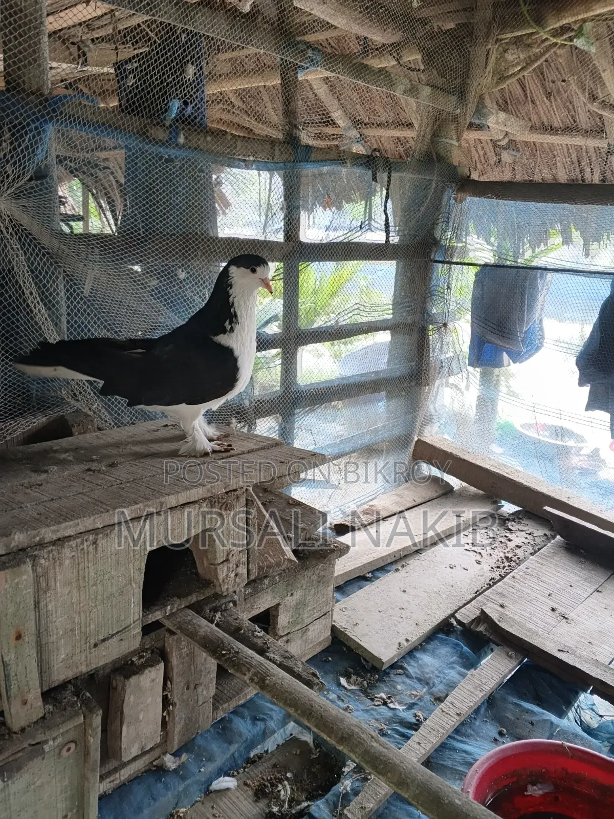 Pigeon for sale