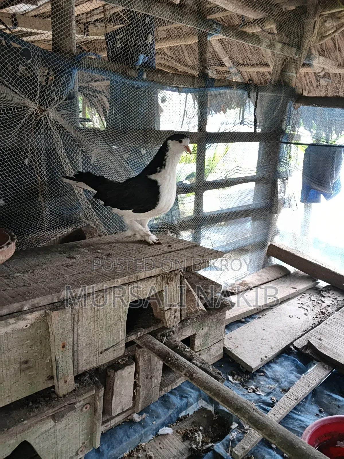 Pigeon for sale