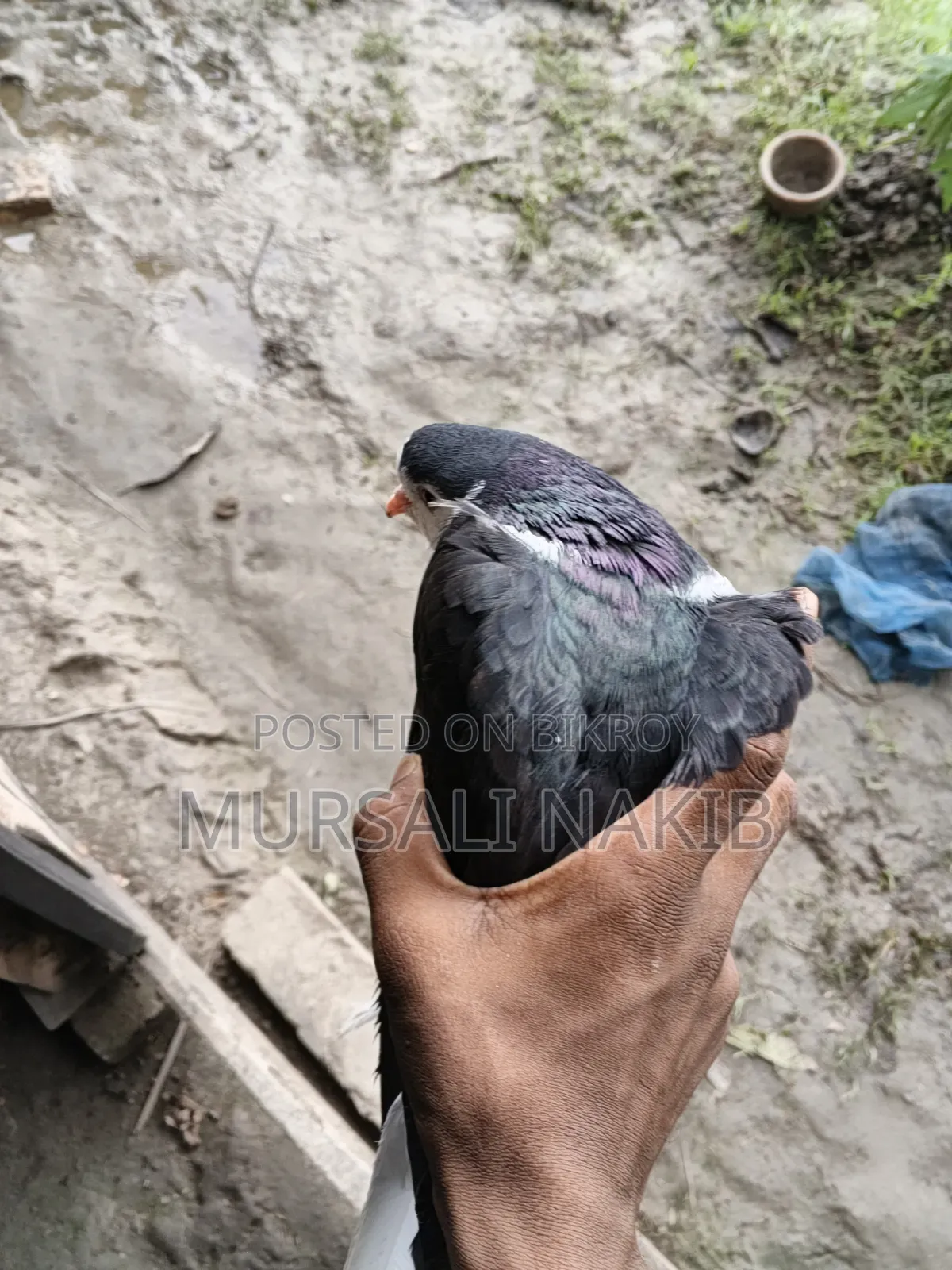 Pigeon for sale