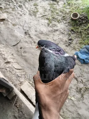 Pigeon for sale