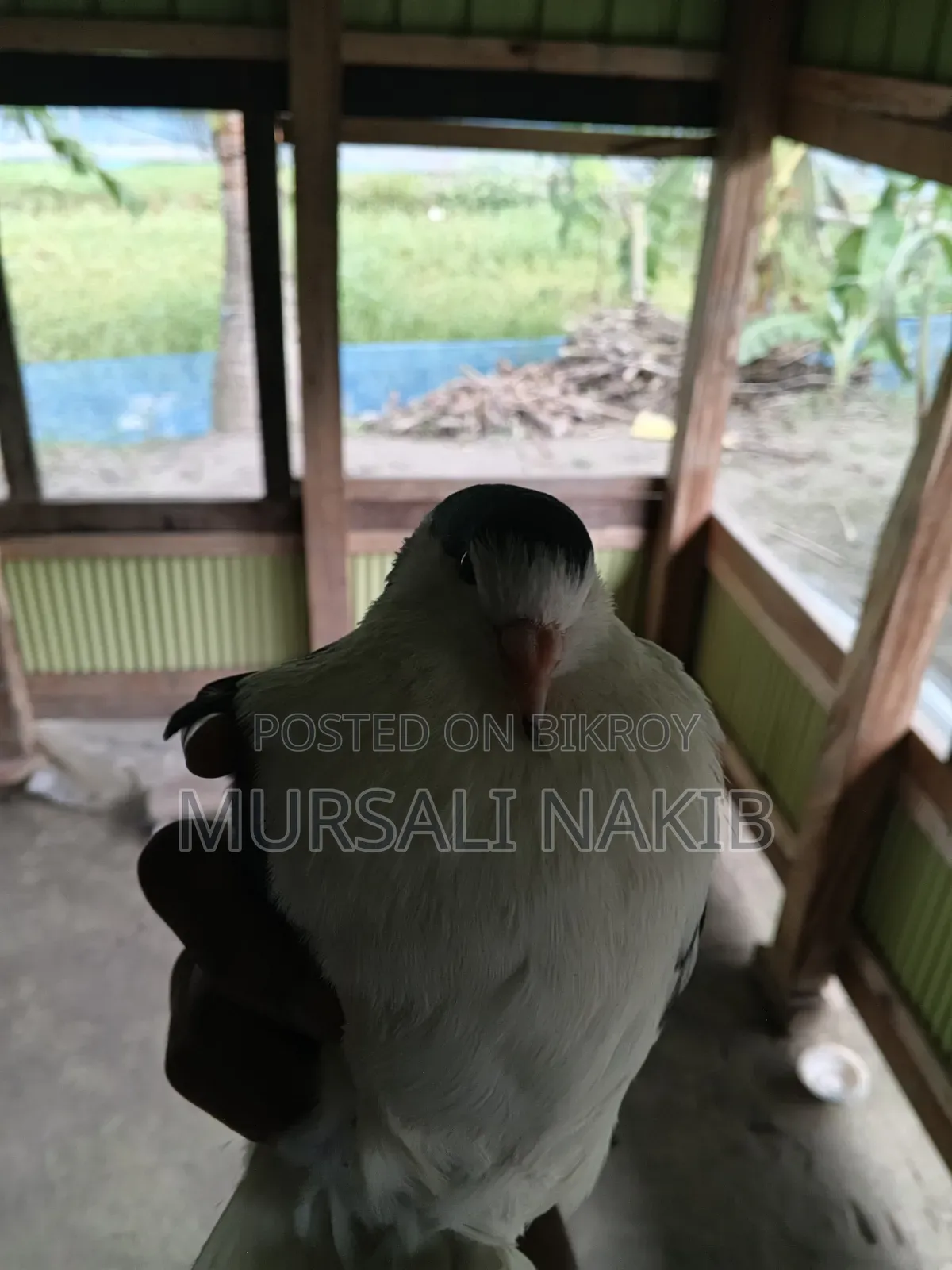 Pigeon for sale
