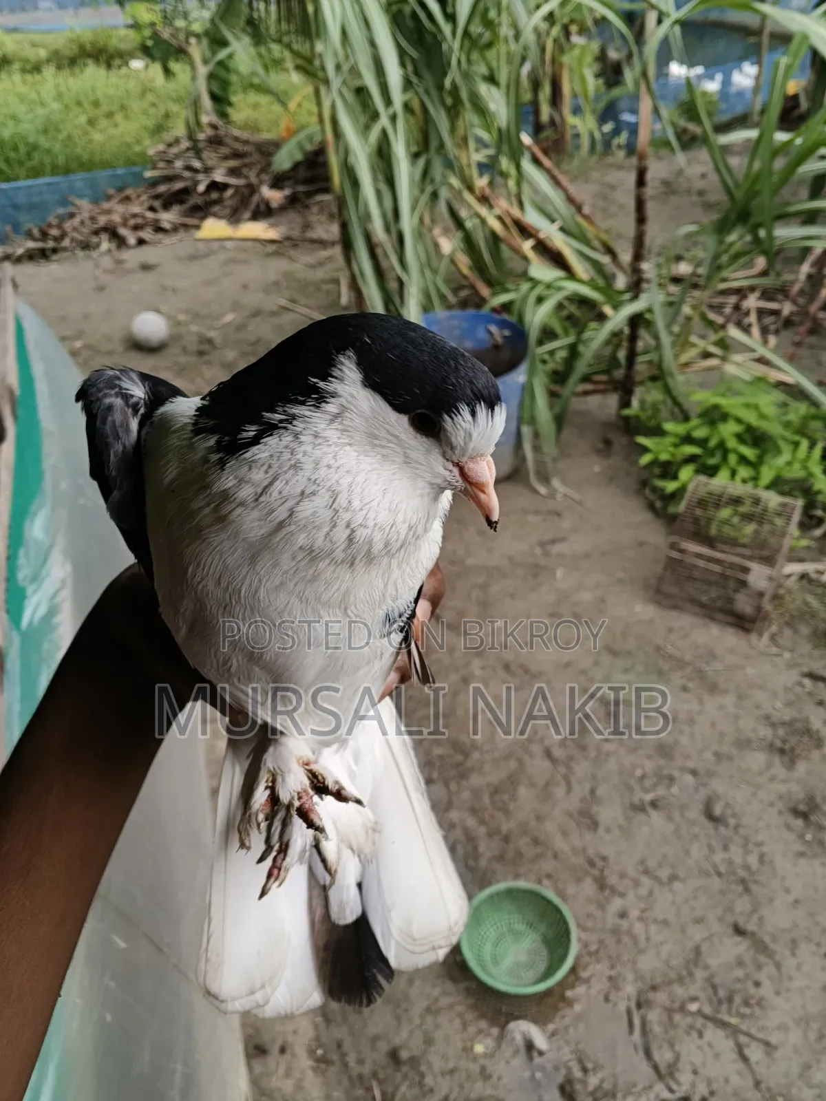 Pigeon for sale