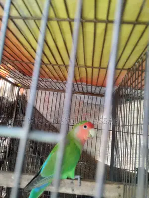 Love Bird Male