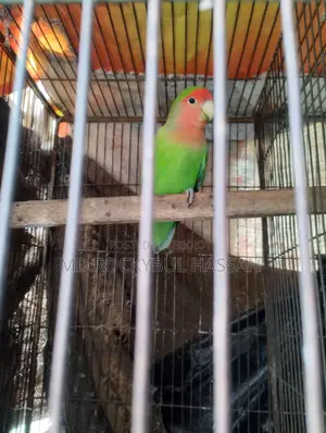 Love Bird Male