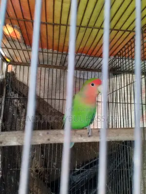Love Bird Male