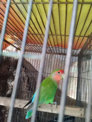 Love Bird Male