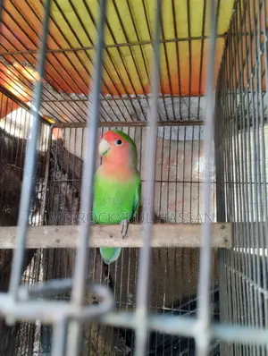 Love Bird Male