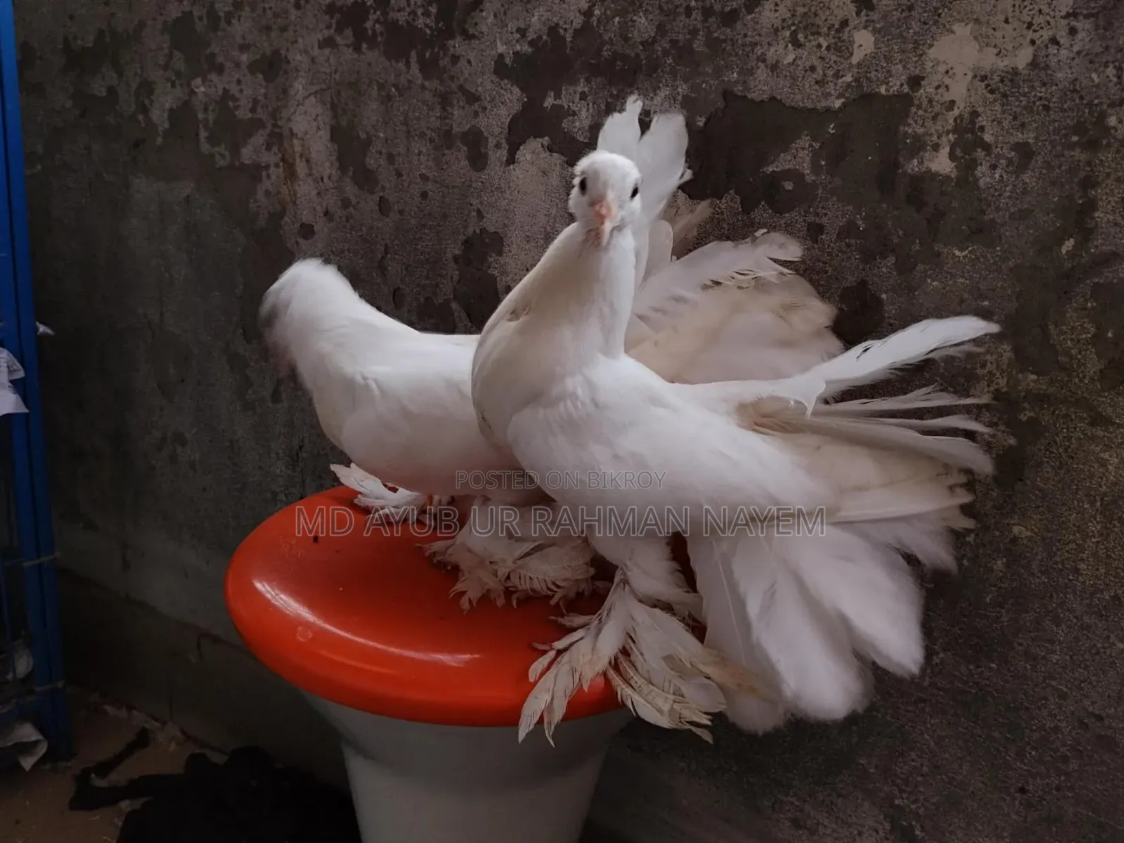 Lovebird Pair