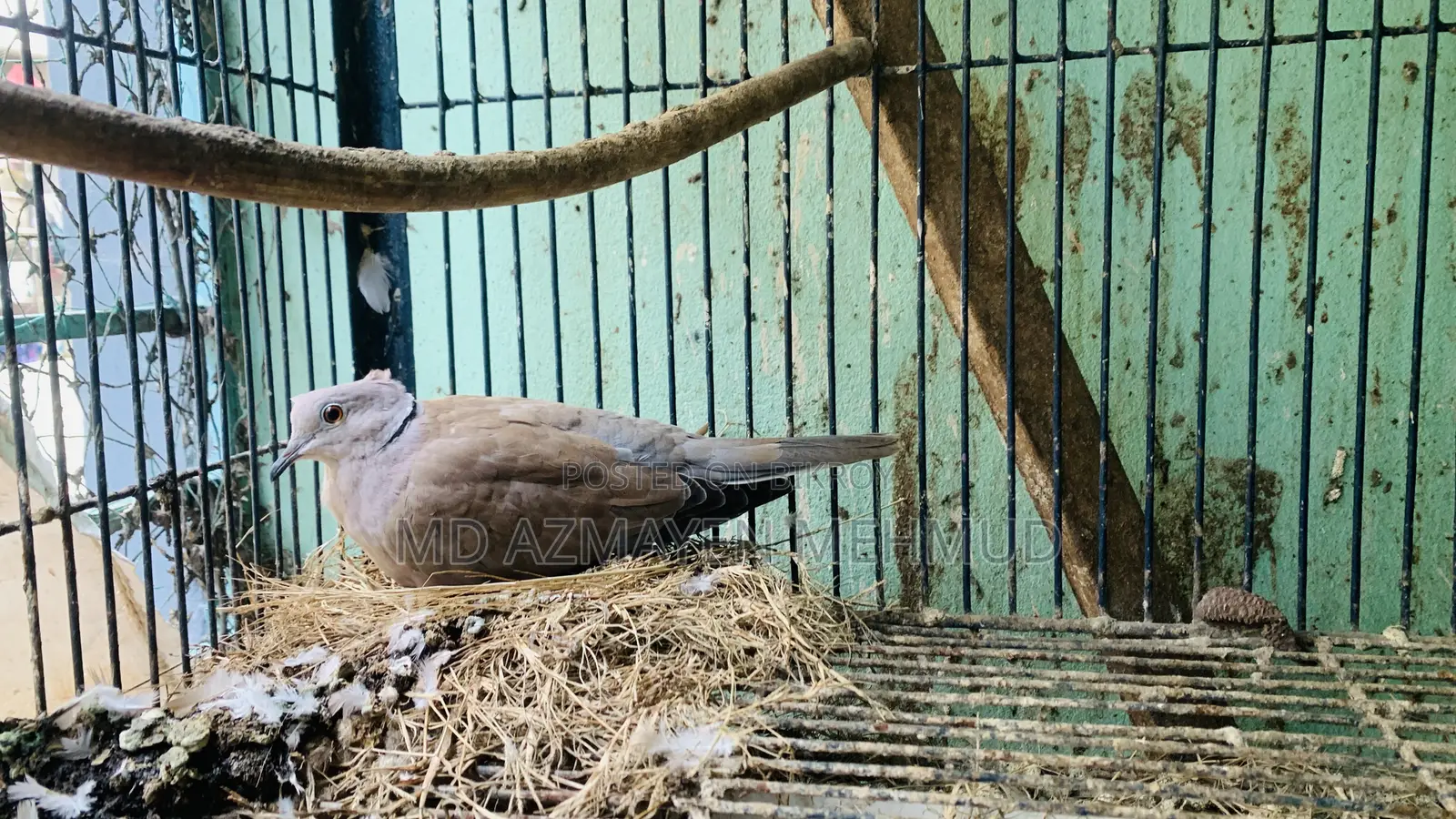 Australian Dove Bird