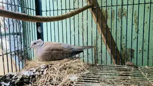 Australian Dove Bird