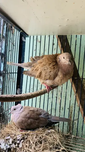 Australian Dove Bird