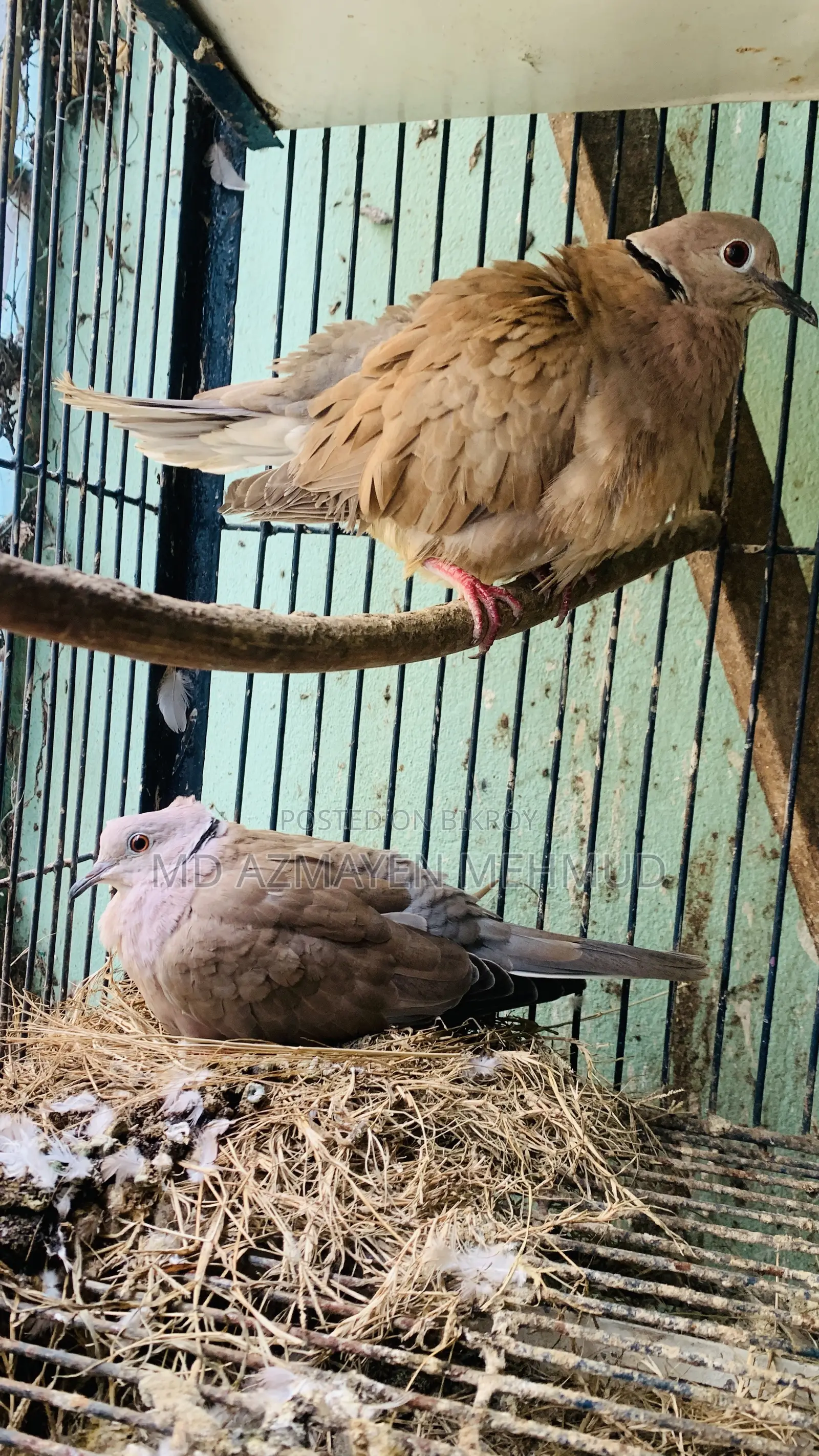 Australian Dove Bird